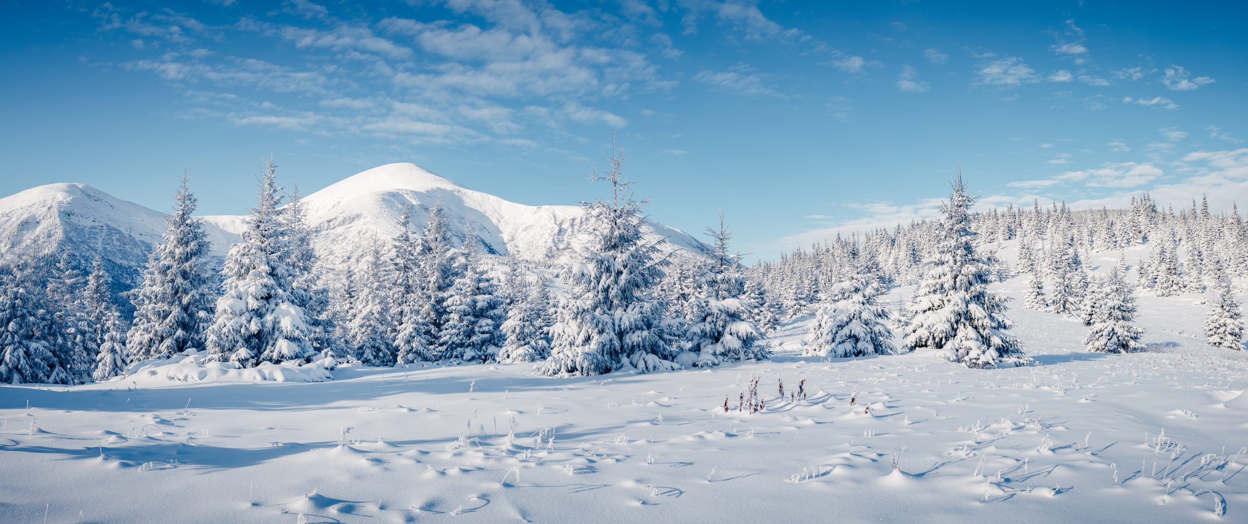 White,Winter,Spruces,In,Snow,On,A,Frosty,Day.,Location