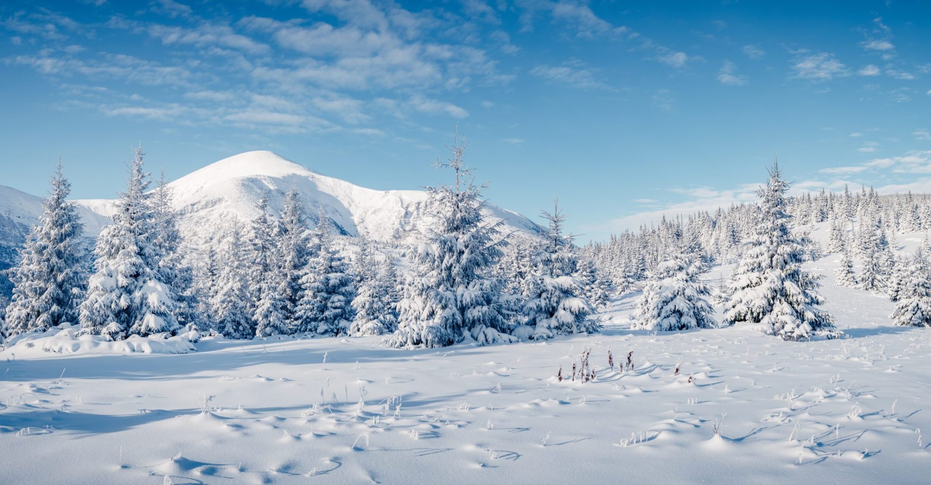 White,Winter,Spruces,In,Snow,On,A,Frosty,Day.,Location